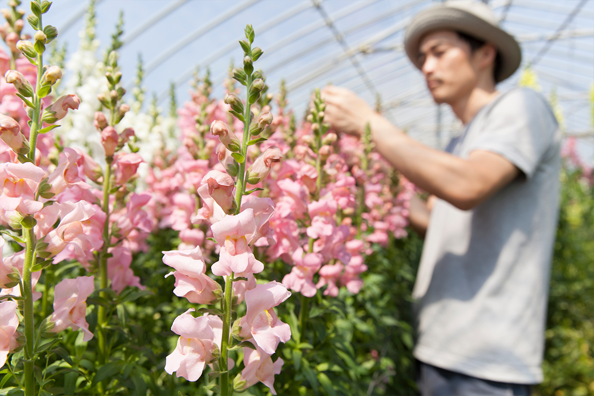 花卉・種苗会社が受発注システムを導入するメリットとは？事例を交えて解説